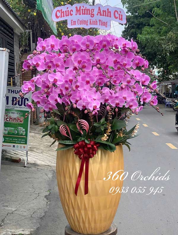 Chậu lan hồ điệp hồng - Thắng lợi thành danh