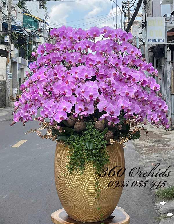 Chậu lan hồ điệp hồng - Trăm hoa đua nở