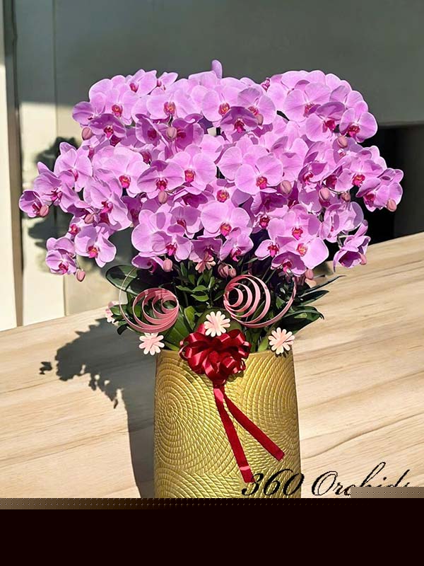 Chậu lan hồ điệp hồng - Tiền tài bội thu