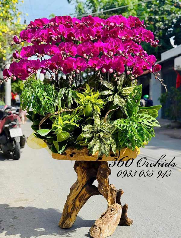 Lan hồ điệp tím ghép gỗ lũa - Lộc thắm trường tồn