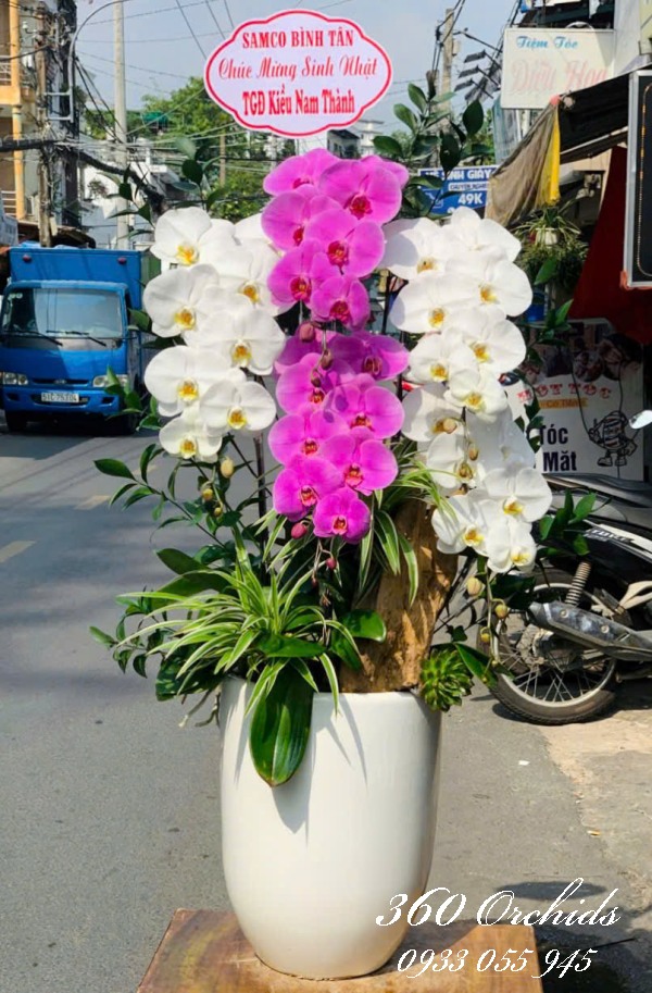 Hồ điệp Vip 5 cành - Chớm nở