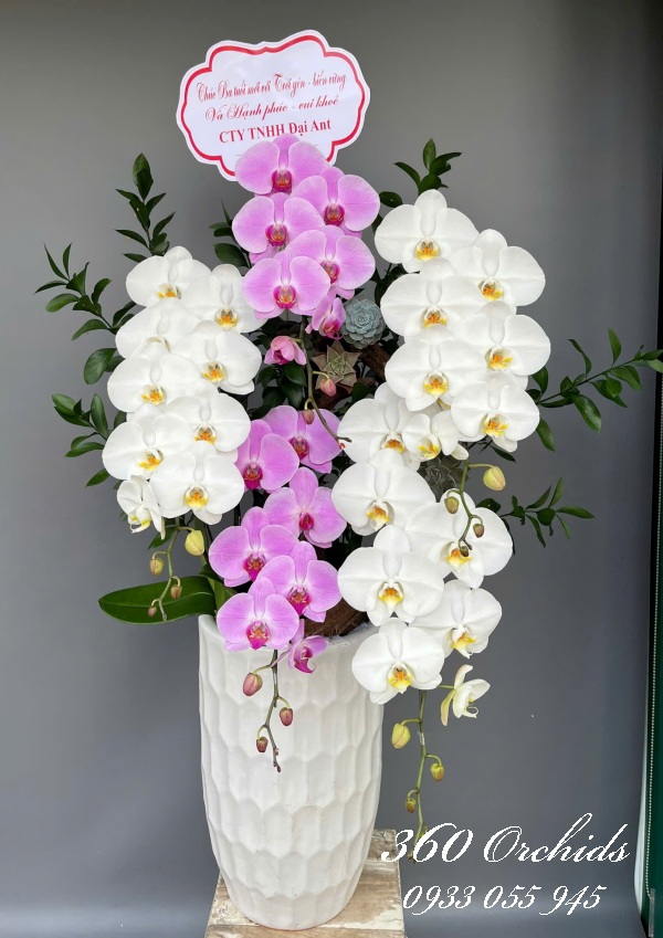 Lan hồ điệp vip - Đại phát tài