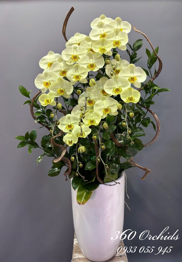 Lan hồ điệp vip - Hồ điệp chiêu tài