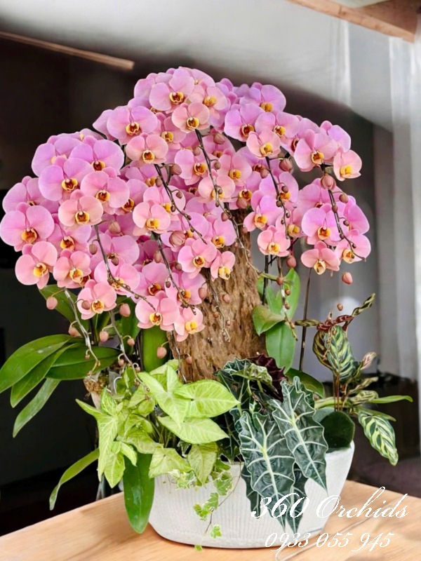 LHDGL - Đại phát tài khí