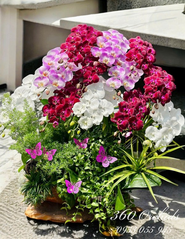 Chậu lan hồ điệp ghép lũa - Tam hợp quý nhân