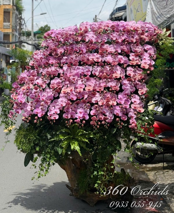 Lan hồ điệp ghép lũa - Xuân về trên cành