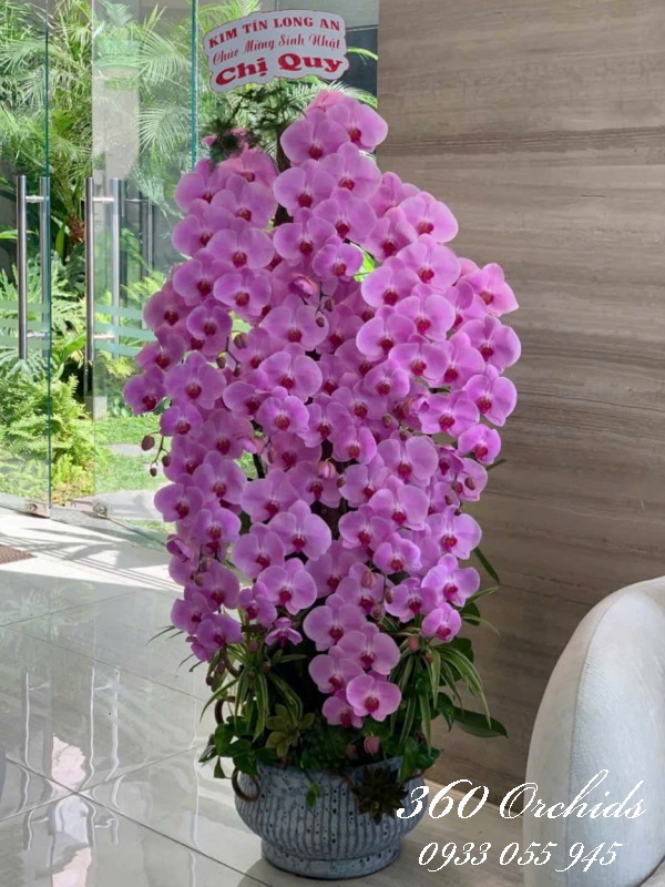 Chậu lan hồ điệp vip - Sắc tím kiêu sa