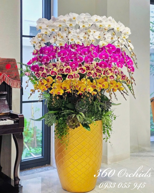 Chậu lan hồ điệp Tết 50 cành - Ngũ phúc lâm môn