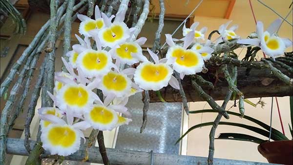 Lan Long Tu Hào là một trong những các loại tên hoa lan rừng quý hiếm