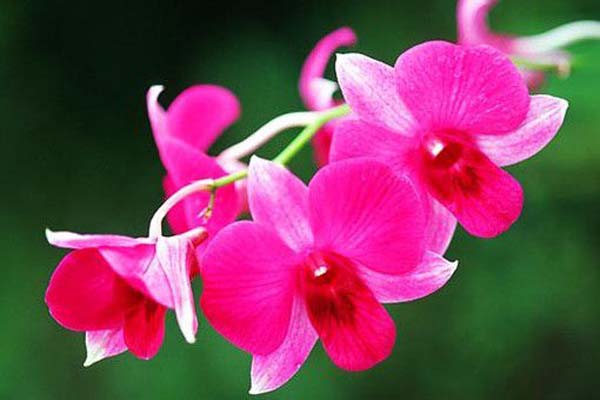 Cách chăm sóc hoa lan hồ điệp cho hoa nở đẹp và tươi lâu-6