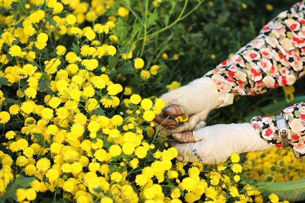 Hướng dẫn cách chăm sóc hoa cúc đúng cách 4
