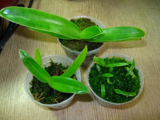 kỹ thuật trồng lan hồ điệp bằng rêu