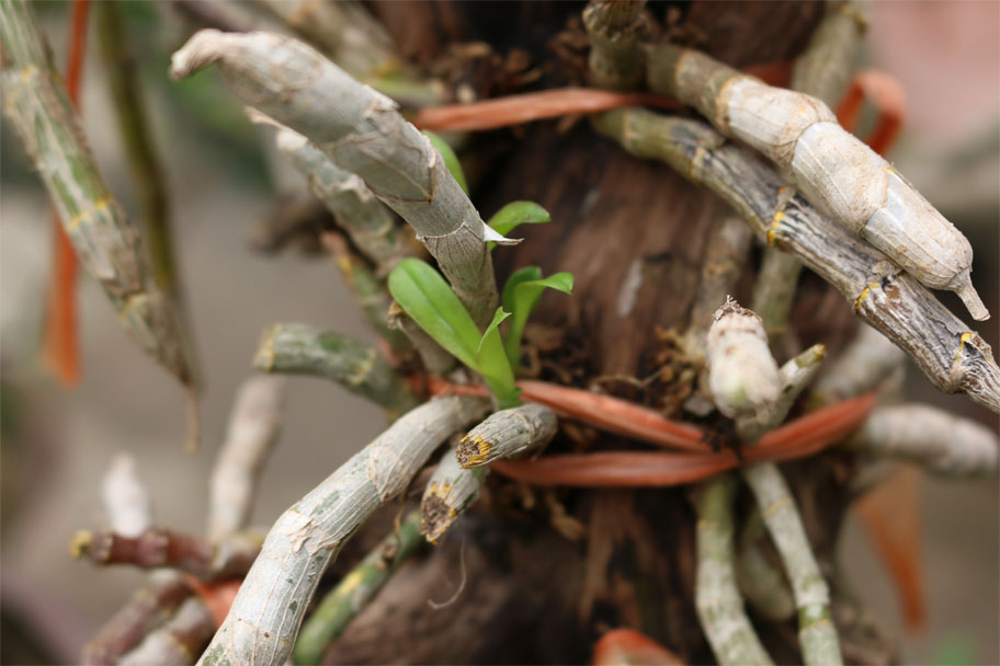 cách trồng lan trầm tím