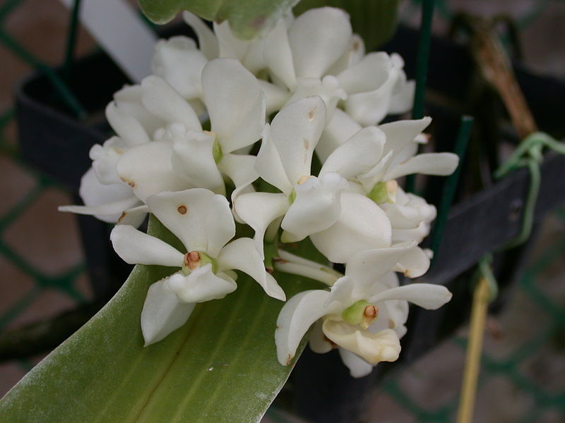 Hình ảnh hoa lan chi ngọc điểm trắng tinh khôi