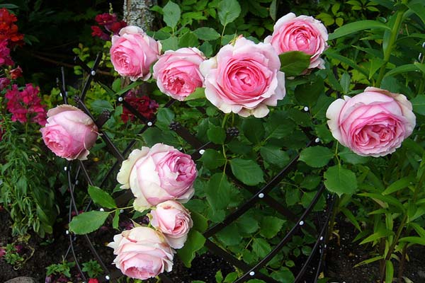Cách trồng hoa hồng leo đơn giản cho ngôi nhà thêm xinh-2