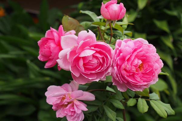 Cách trồng hoa hồng leo đơn giản cho ngôi nhà thêm xinh-3
