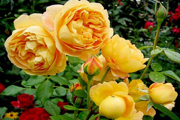 Cách trồng hoa hồng leo đơn giản cho ngôi nhà thêm xinh-4