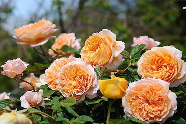 Cách trồng hoa hồng leo đơn giản cho ngôi nhà thêm xinh-5