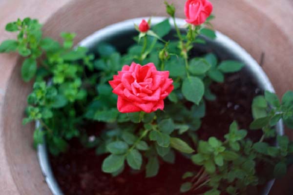 Cách trồng hoa hồng leo đơn giản cho ngôi nhà thêm xinh-9