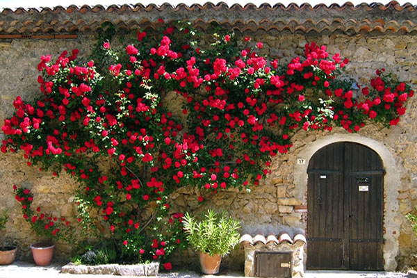 Cách trồng hoa hồng leo đơn giản cho ngôi nhà thêm xinh-10