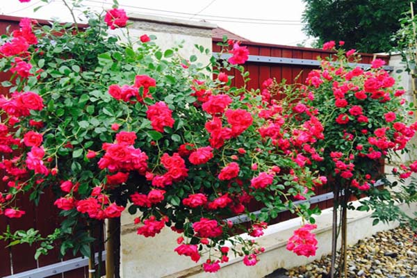 Cách trồng hoa hồng leo đơn giản cho ngôi nhà thêm xinh-1