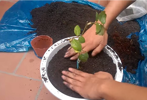 Cách trồng hoa hồng chậu