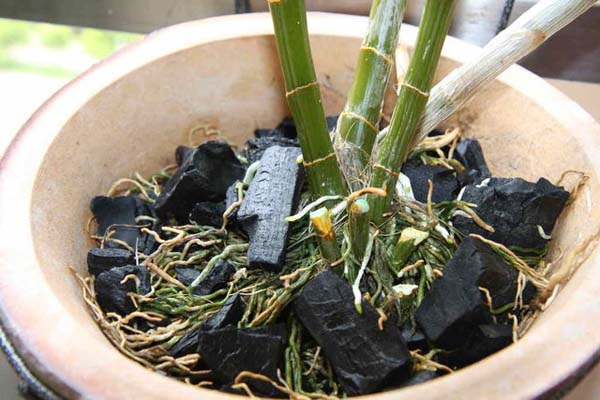 Bật mí cách trồng lan hồ điệp bằng than củi đơn giản tại nhà Cach-trong-lan-ho-diep-bang-than-05