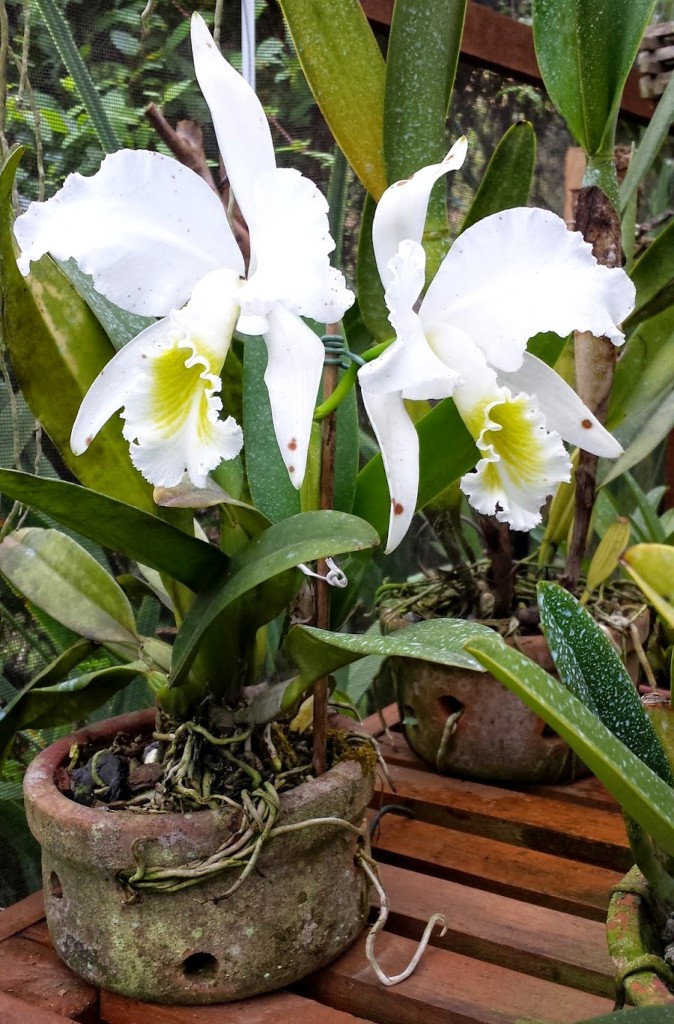 Nguồn gốc lan Cattleya trắng