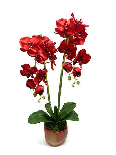 Hoa lan hồ điệp đỏ rực - Biểu tượng của tình yêu quyến rũ