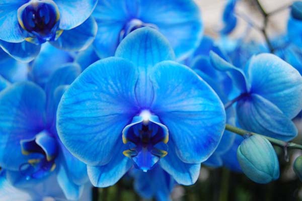 Hoa lan hồ điệp xanh dương: Cùng nhìn ngắm hoa lan hồ điệp xanh dương tuyệt đẹp và rực rỡ như những chiếc tiara trên đầu hoàng hậu. Đây là loại hoa được yêu thích bởi sự sang trọng và thanh lịch của nó. Với màu sắc tươi sáng, hoa lan hồ điệp xanh dương chắc chắn sẽ làm say đắm những tín đồ của hoa lan.