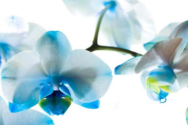 Chiêm ngưỡng những cánh hoa lan hồ điệp xanh dương đẹp nhất thế giới1