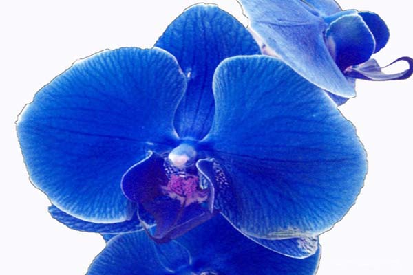 Chiêm ngưỡng những cánh hoa lan hồ điệp xanh dương đẹp nhất thế giới2