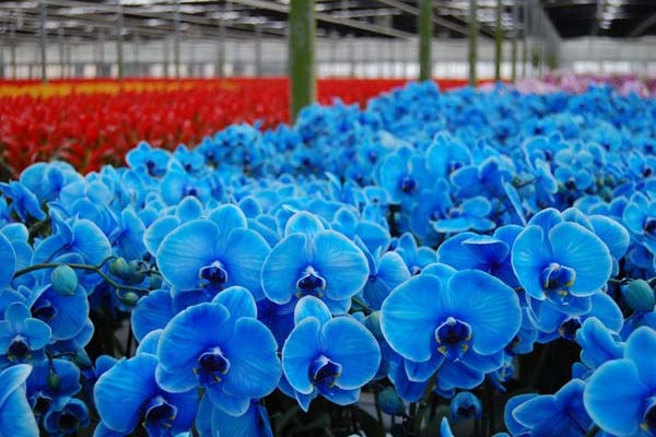 Chiêm ngưỡng những cánh hoa lan hồ điệp xanh dương đẹp nhất thế giới3