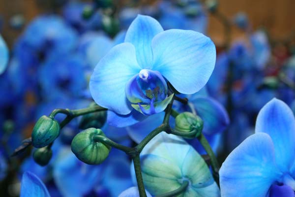 Chiêm ngưỡng những cánh hoa lan hồ điệp xanh dương đẹp nhất thế giới4