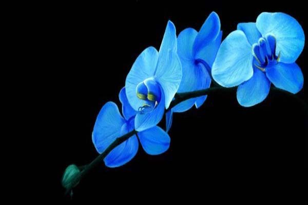 Chiêm ngưỡng những cánh hoa lan hồ điệp xanh dương đẹp nhất thế giới5