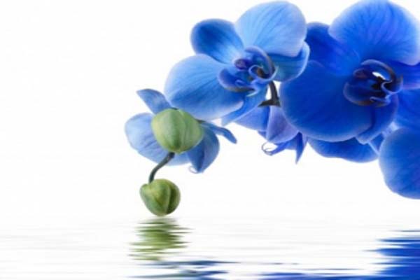 Chiêm ngưỡng những cánh hoa lan hồ điệp xanh dương đẹp nhất thế giới6