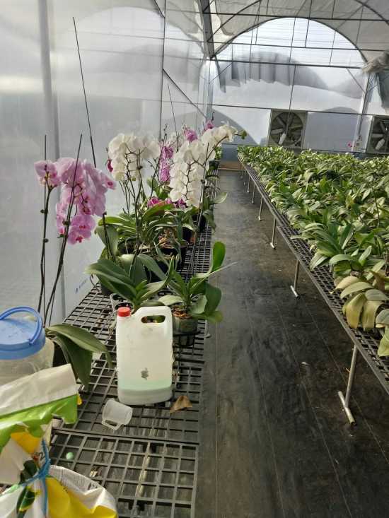 Hoa lan tết nên chọn cây trưởng thành có nhiều hoa