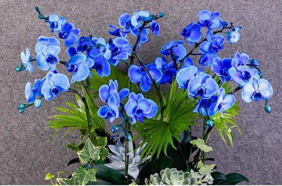 Hình ảnh hoa lan hồ điệp xanh tuyệt đẹp
