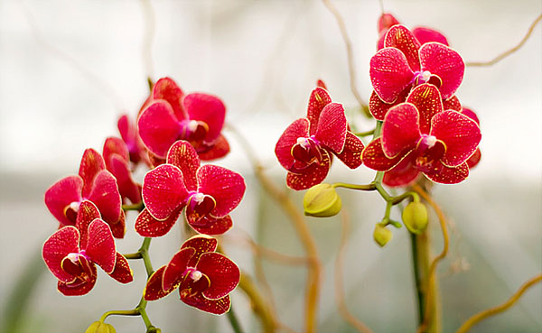 Hoa lan hồ điệp đỏ mang vẻ đẹp của một tình yêu đầy nhiệt huyết