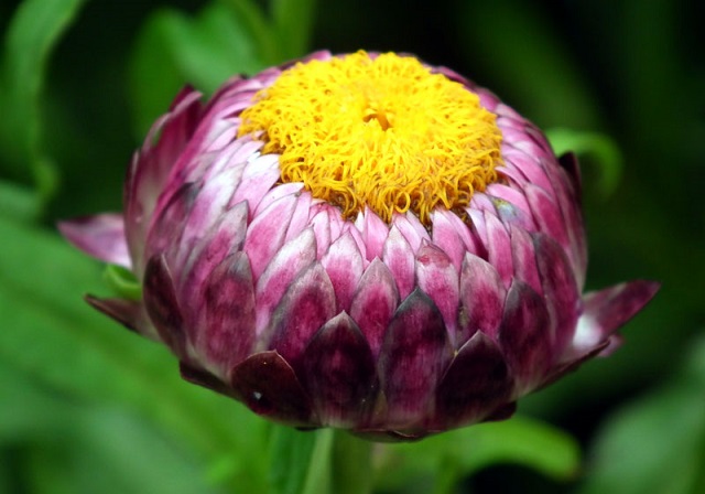 Hoa bất tử hay còn gọi là cúc bất tuyệt, là một loài thực vật thuộc họ Cúc