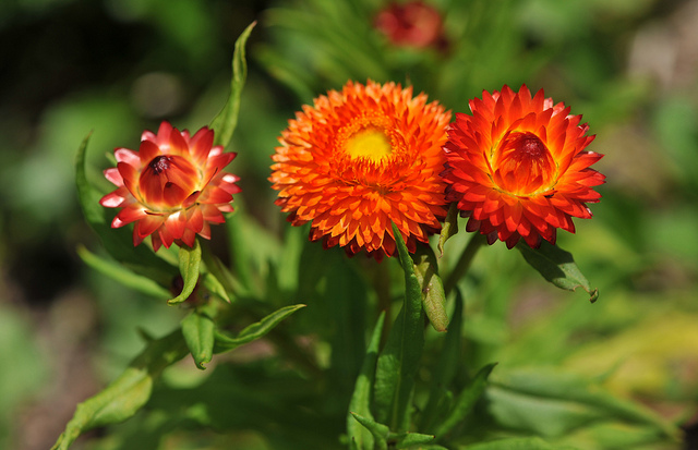 Hoa bất tử thích hợp trồng chậu hoặc trồng bồn hoa trang trí sân vườn