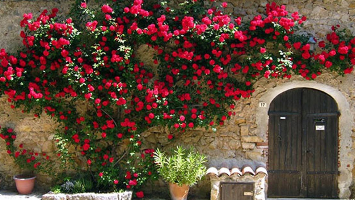 Kỹ thuật trồng hoa hồng leo đẹp quanh năm