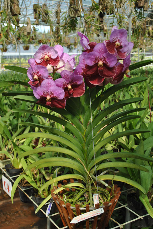 Đặc điểm nổi trội của lan vanda