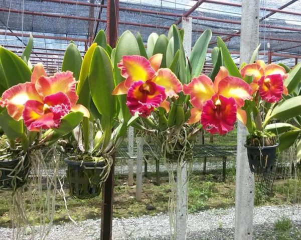 Hoa lan Cattleya có mùi thơm đặc biệt nhất là hoa lan cattleya màu cam
