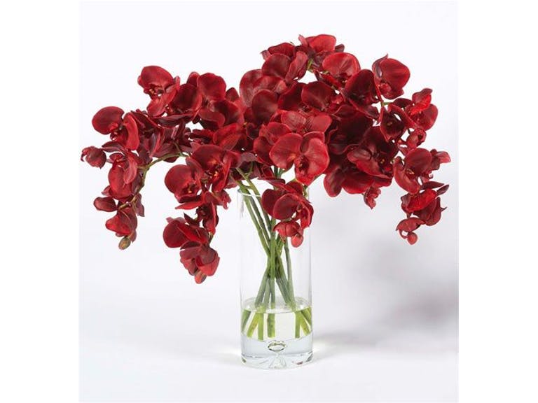 Hoa lan hồ điệp đỏ mang vẻ đẹp sang trọng