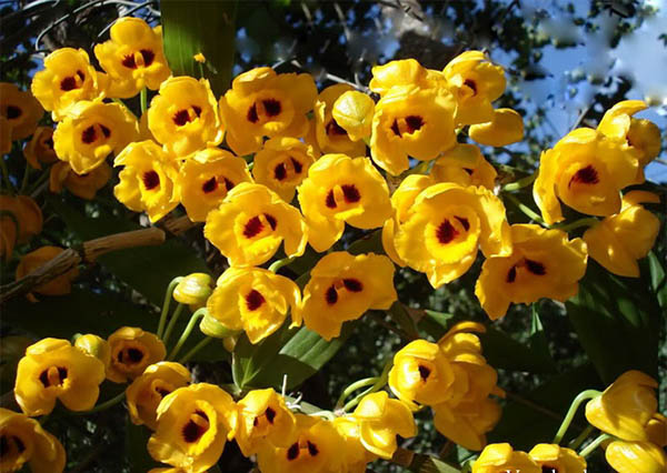 Lan Phi Điệp vàng có tên khoa học: Dendrobium chrysanthum