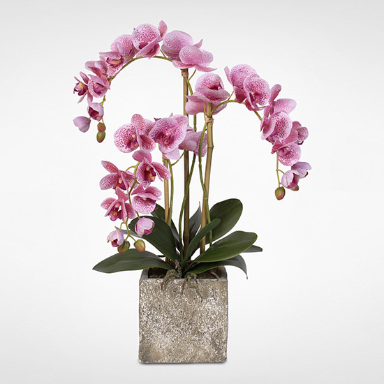 Hoa Tặng Sinh Nhật Bố  Hoa Sinh Nhật Bố  Shop Hoa Lan Hồ Điệp Toda  Orchids TPHCM