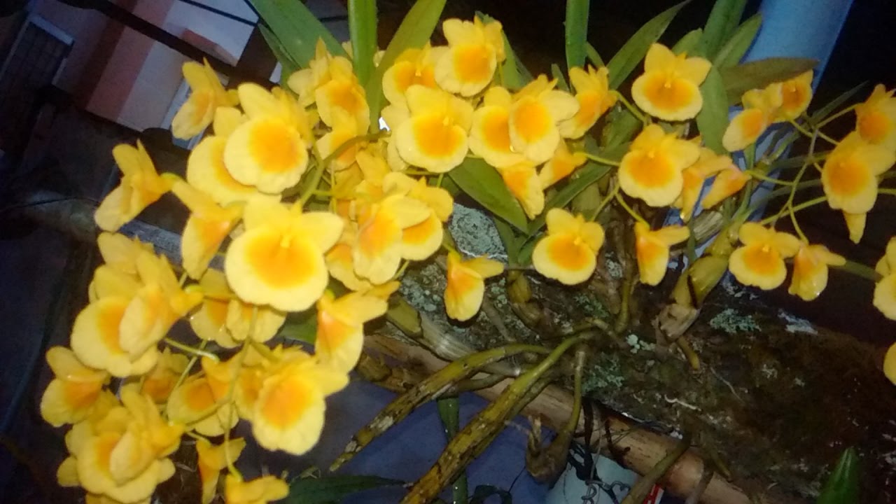 Giống lan kim điệp Dendrobium Capillipes màu vàng