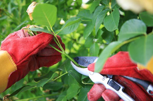 Cách trồng và chăm sóc hoa hồng