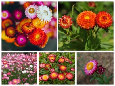 Cây hoa bất tử - cách trồng và chăm sóc cây hoa bất tử 